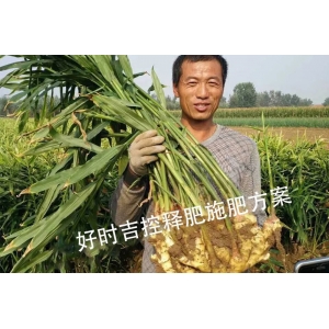 Jiang Nong is satisfied with the results! Hershey controlled release fertilizer